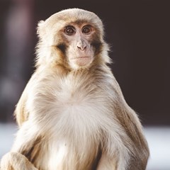A Strategic Monkey Reserve?! | The Direct - Feb 25, 2021
